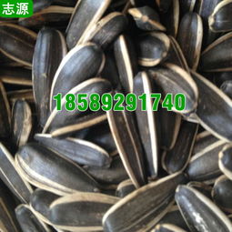 【志源6p瓜子烘干機環(huán)保節(jié)能小型五香瓜子干燥設(shè)備全國報價】-