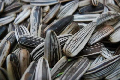 三種人不宜食用五香瓜子，購買后也需適量，健康知識(shí)快轉(zhuǎn)告家人
